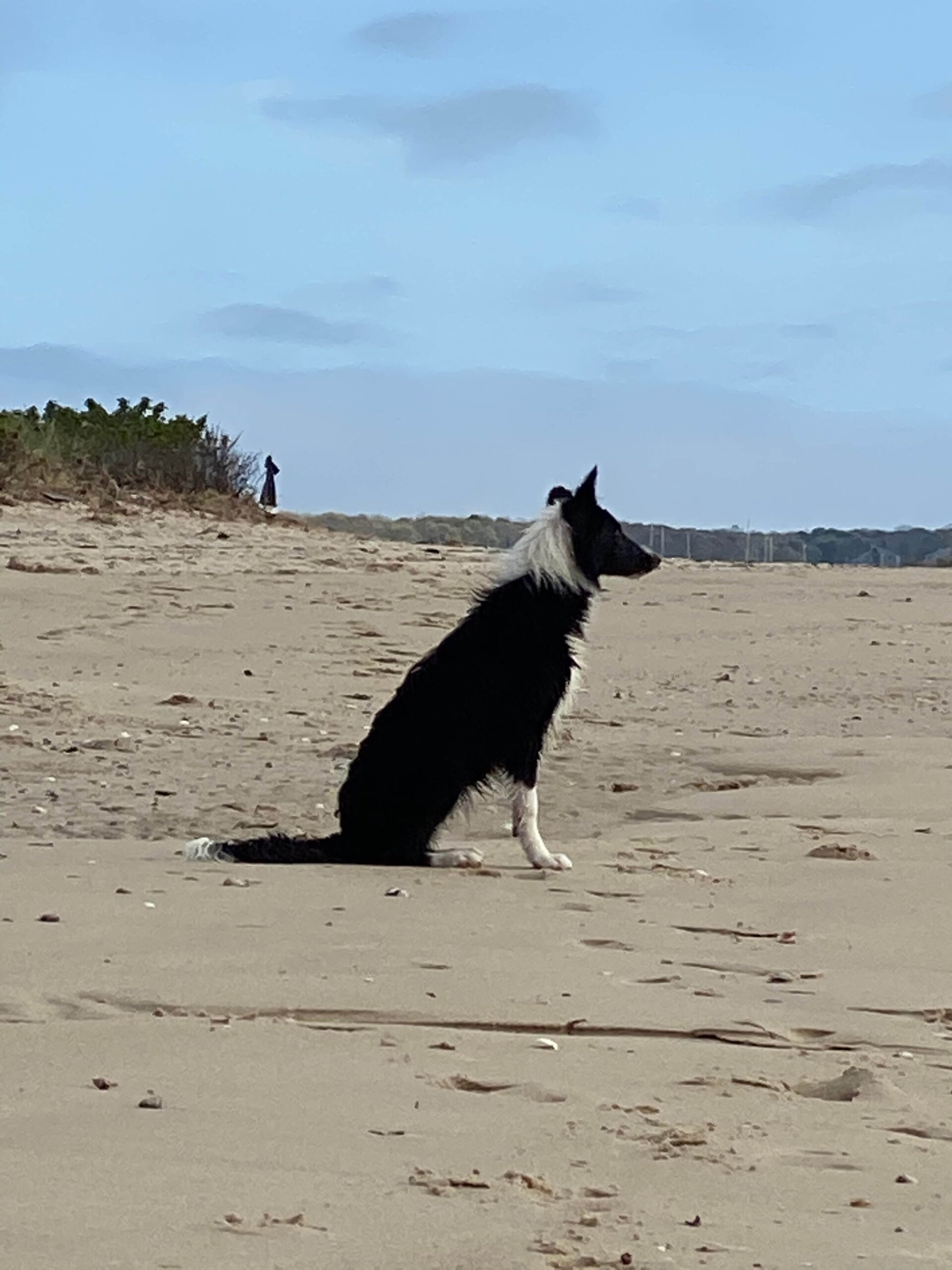 dog sitting on the beach
