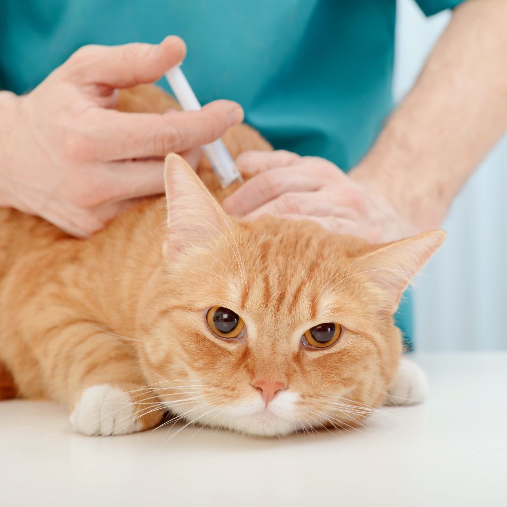vet giving cat a vaccination